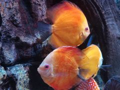 -上海海洋水族馆