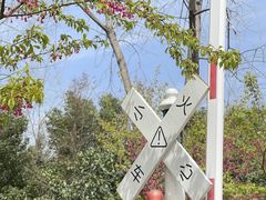 -合肥滨湖国家森林公园