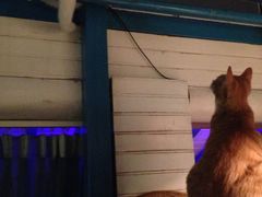 iphone_upload_pic-Sirena海妖日咖夜酒