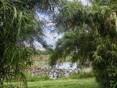 -白鹭湾湿地公园