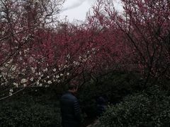 -太子山公园(园东路)