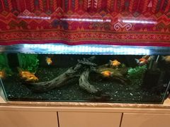 -ventus spa 沙巴亚庇正宗精油按摩会所