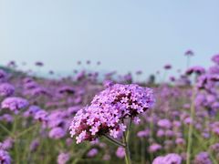 -北京东方普罗旺斯薰衣草庄园
