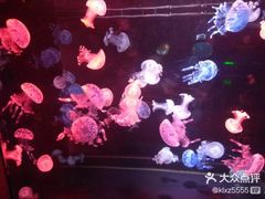 -烟台海昌鲸鲨海洋公园