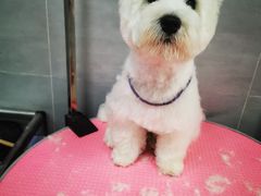 -宠福鑫康馨动物医院·骨科·眼科