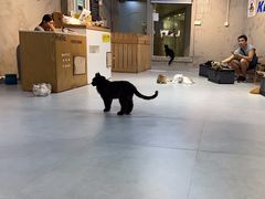 -Heymao猫咖.咖啡厅(东门店)