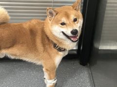 -伟伟宠物医院·CT影像中心·瑞派犬猫综合性门诊(汉口总院)