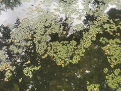 -成都市活水公园