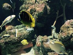 -西雅图水族馆