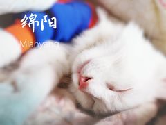 -高德24h动物医院