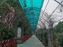 -百万葵园