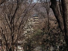 -灵谷景区