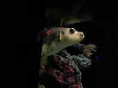 -暹罗海洋世界
