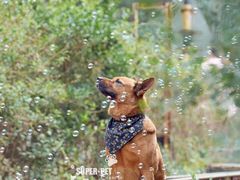 -超宠爱宠物摄影-Super pet