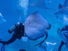 -烟台海昌鲸鲨海洋公园