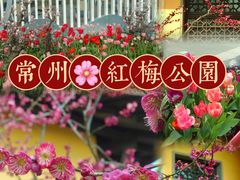 -红梅公园