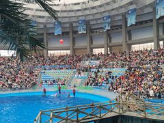 -海合安成都极地海洋公园