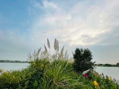 -芒洲湿地公园