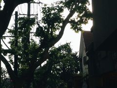 -璐坊粽王(复兴中路店)