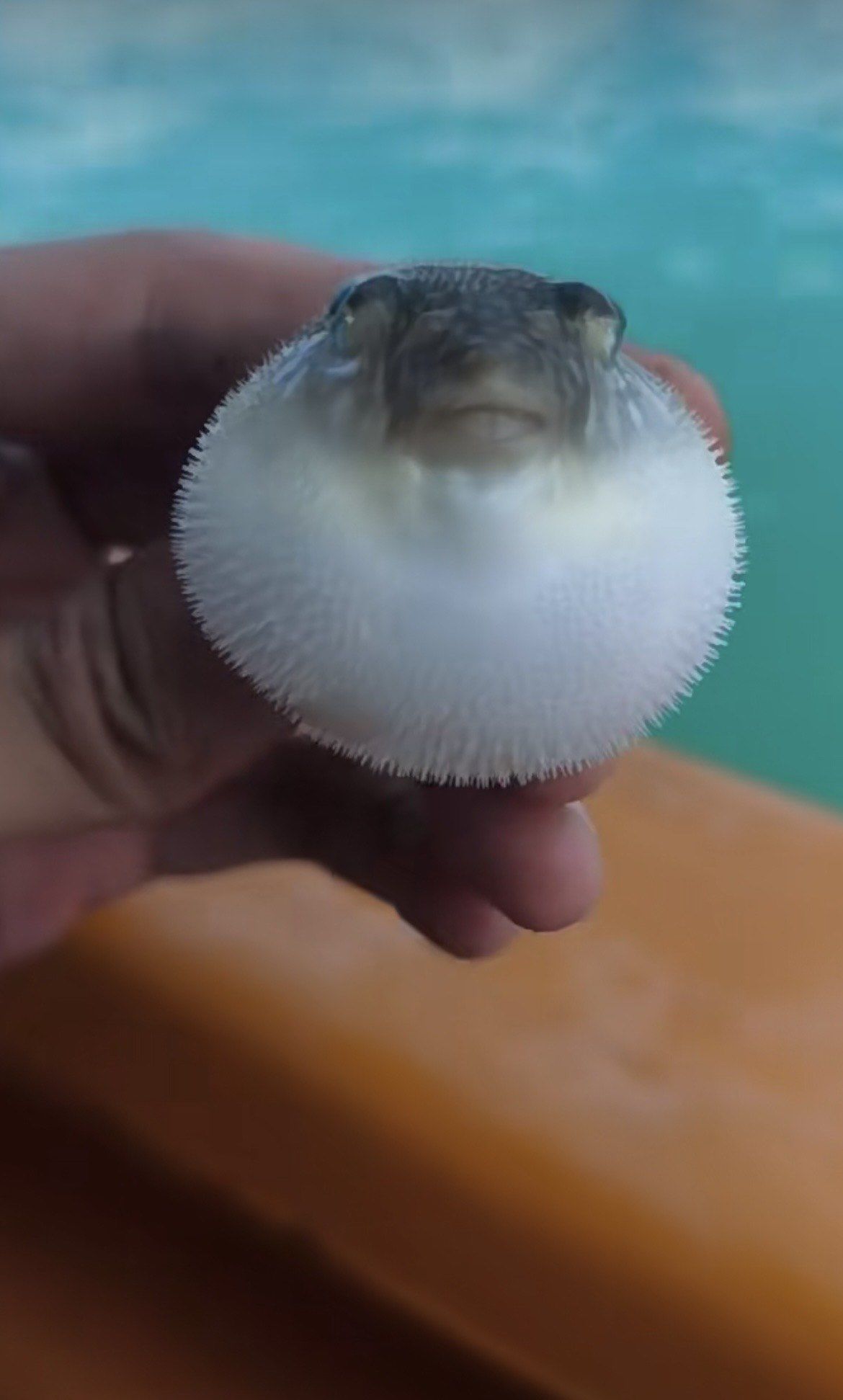 户外海上钓到一个泡泡鱼