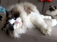 -青奢宠物·青奢猫舍