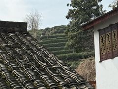 -阿巧茶庄