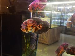 -宠物世家(仲盛世界商城店)
