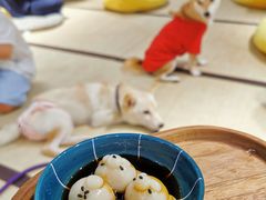 柴犬团子-逗柴咖啡屋·狗咖猫咖宠物桌游