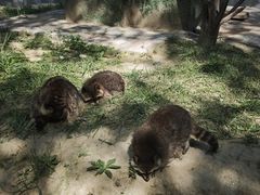 -青藏高原野生动物园