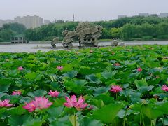 -大兴滨河森林公园