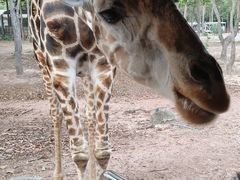 -清迈夜间动物园