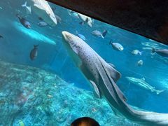 -悉尼海洋生物水族馆