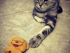 -有猫儿腻咖啡厅.猫咖