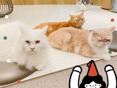 -飞行喵MR PILOT|猫舍·猫咖(静安大融城店)