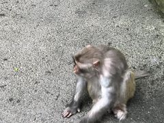 -黔灵山公园