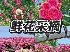 -栖露营camping·天幕烧烤·团建拓展·采摘营地