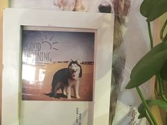 -百好乐宠物友好餐厅(朝外大街店)