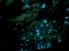 -怀托摩萤火虫洞