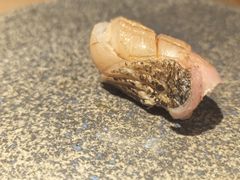 -镹·鱼料理  国产鱼使用店