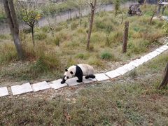 -中国大熊猫保护研究中心雅安碧峰峡基地