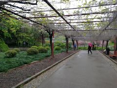 -嘉定紫藤园