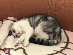 -lincat·猫舍(广州店)