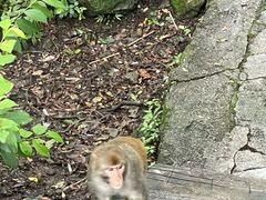 -黔灵山公园