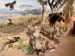 -陕西自然博物馆