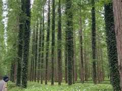 -黄海国家森林公园