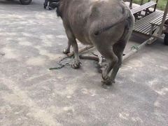 -杭州双溪漂流景区