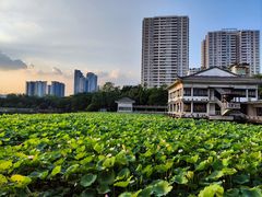 -荔湾湖公园