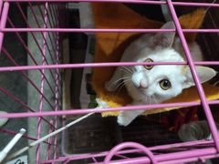 -杨三孃跷脚牛肉(西外棕榈岛店)