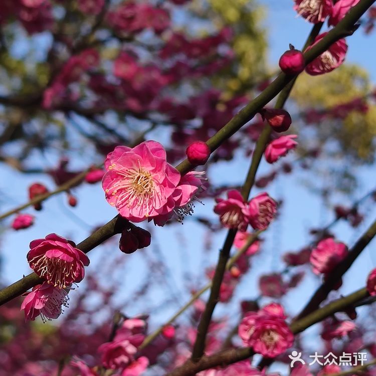 红梅花儿开