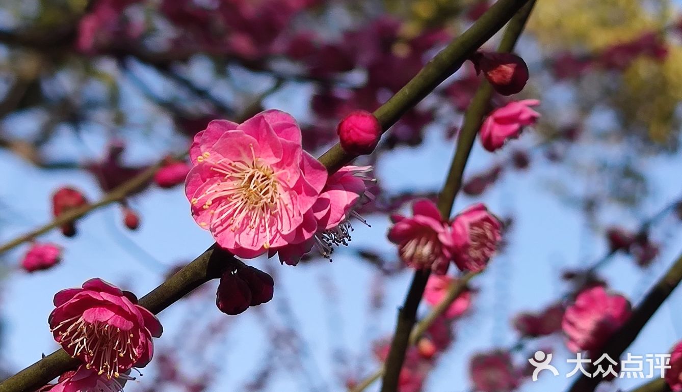 红梅花儿开
